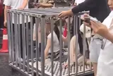 Hai phụ nữ bị nhốt "lồng heo" bêu rếu tội ngoại tình giữa phố và sự thật ngã ngửa phía sau