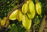 Cây khế có gì đặc biệt mà người Việt xưa nhà nào cũng muốn trồng?