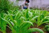 Loại rau dân dã chứa lượng canxi cao gấp nhiều lần canh xương hầm, ăn sống hay nấu chín đều ngon