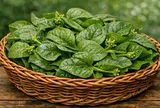 Đừng biến rau mồng tơi thành 'độc dược' đối với những nhóm người này