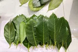 Ít ai biết bộ phận này của cây mít được ví như "vị thuốc quý" trong dân gian