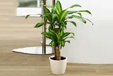 6 loại cây cảnh chiêu tài, trấn trạch: Người mới chơi cũng dễ chăm, càng trồng càng vượng nhà