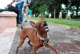 Cùng bị chó dại cắn, em trai thoát nạn còn chị gái 11 tuổi tử vong vì một quyết định đau lòng