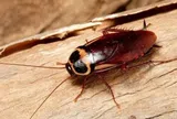 Bé 9 tháng tuổi nuốt gián, mẹ bất lực không thể lấy ra: Hôm sau tiêu chảy 6 lần, nôn 2 lần