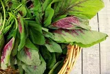 Loại rau được ví là “rau trường thọ”, chứa folate cao gấp nhiều lần táo, tiếc là nhiều người chưa biết