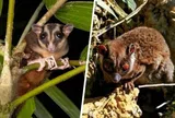 Tưởng đã biến mất hàng nghìn năm, 2 loài lạ bất ngờ lộ diện khiến cả thế giới sốc