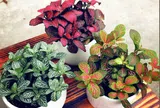 Gợi ý cây cảnh mini thích hợp trồng ở chung cư