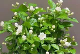 Loài hoa dân dã trong vườn nhà, vừa làm cảnh vừa tốt cho sức khỏe