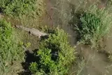 Video gây rùng mình: Sĩ quan cảnh sát Nam Phi đu trực thăng, tiếp cận cá sấu nặng 500kg nghi ăn thịt người