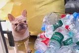 Bỏ ăn đi nhặt rác, chú chó kiếm "bội tiền" mỗi tháng khiến dân mạng ngỡ ngàng