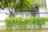 Những loại cây tưởng vô hại nhưng lại dễ gây dị ứng, nhiều nhà đang trồng