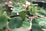 Loài hoa tượng trưng cho sự thanh cao, nhiều người trồng trước nhà để hút tài lộc