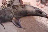 Ngư dân Ấn Độ đánh vật với "quái vật sông" nặng 100kg: 3 người khiêng mới xuể, bán ngay tại chợ với giá khó tin