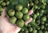 Đừng bỏ lỡ: Mẹo bảo quản sấu đơn giản, để cả năm vẫn tươi ngon