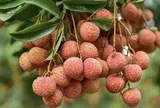 Vải thiều bảo quản theo cách này, để cả năm vẫn tươi ngon