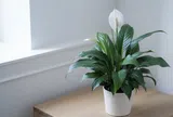 Trồng loại cây này trong nhà, vừa lọc không khí, vừa làm mát nhà cực hiệu quả