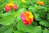 Không chỉ đẹp mắt, 5 loài hoa này còn góp phần xua muỗi tự nhiên