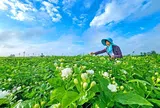 Loài hoa nhỏ tạo nên ngành công nghiệp tỷ USD tại Trung Quốc