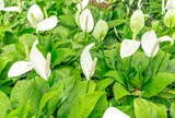 5 loại cây cảnh phù hợp cho phòng ngủ, góp phần cải thiện chất lượng không khí