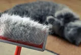 Dọn sạch lông thú cưng trong tích tắc: Những bí quyết đơn giản nhưng cực kỳ hiệu quả