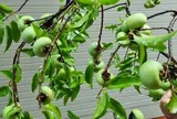 Không phải sầu riêng, đây mới là loại quả có mùi hương khiến người Việt vừa mê vừa nhớ