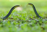 Rắn bò vào nhà: Đừng vội nghĩ đến điềm báo, đây mới là điều gia chủ cần làm
