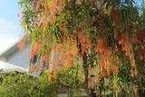 4 lý do lộc vừng được nhiều gia đình có nhà rộng ưa chuộng, không chỉ vì chữ “lộc”