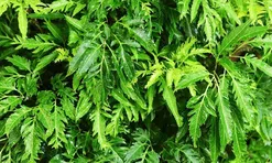 Loại rau bổ ngang nhân sâm kho cá thơm ngon gấp 10 lần, củ càng là “báu vật”, trồng trước nhà giúp hút lộc