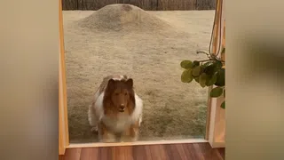 Clip: Người đàn ông Nhật Bản chi 15.000 USD để biến thành “chó”