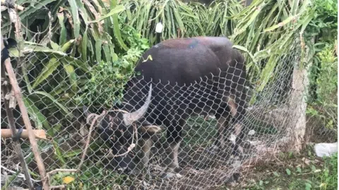 Clip: Trâu điên húc gãy chân người phụ nữ đi xe máy