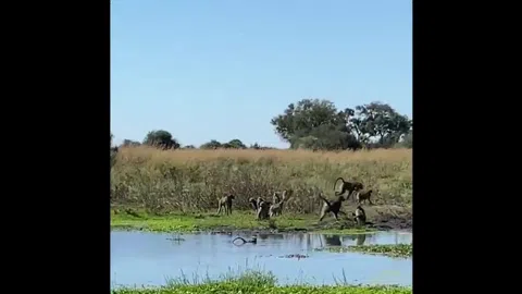 Clip: Khỉ đầu chó tấn công cá sấu cứu đồng loại và cái kết gay cấn