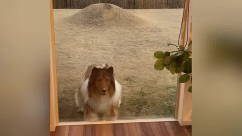 Clip: Người đàn ông Nhật Bản chi 15.000 USD để biến thành “chó”