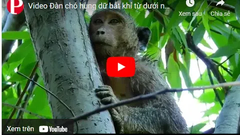 Video: Đàn chó hung dữ bắt khỉ từ dưới nước lên bờ để tấn công và cái kết bất ngờ