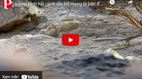 Video: Kinh hãi cảnh rắn hổ mang bị bắn đứt đôi thân vẫn ngóc đầu lao vun vút vào hang