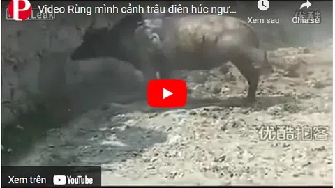 Video: Rùng mình cảnh trâu điên húc người đàn ông văng lên không trung rồi "lột áo"