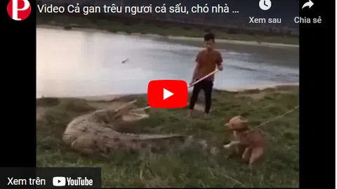 Video: Cả gan trêu ngươi cá sấu, chó nhà bị đối thủ nổi máu điên, dùng đuôi "vả" thẳng mặt