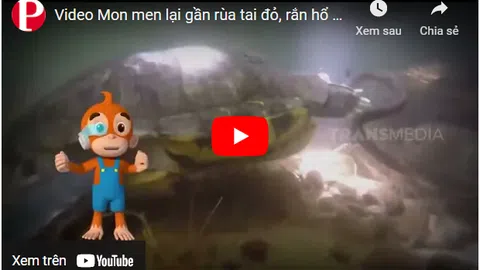 Video: Mon men lại gần rùa tai đỏ, rắn hổ mang con trả giá bằng cả mạng sống