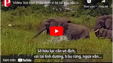 Video: Voi con "khóc thét" vì bị cá sấu tấn công, cắn suýt đứt vòi