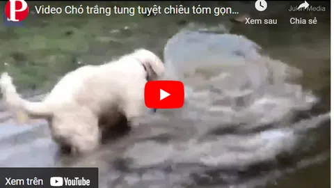 Video: Chó trắng tung tuyệt chiêu tóm gọn cá trê trong nháy mắt