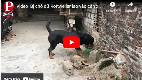 Video: Bị chó dữ Rottweiler lao vào cắn xé, hổ mang Trung Quốc đau đớn quằn quại