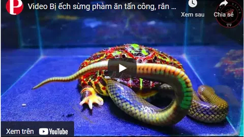 Video: Bị ếch sừng phàm ăn tấn công, rắn bồng chì ngay lập tức đáp trả
