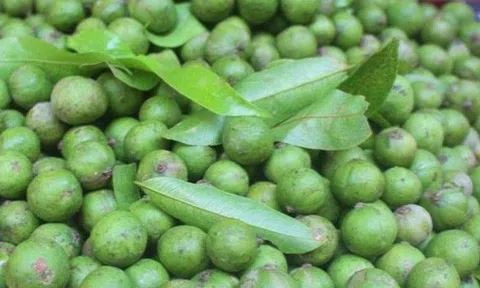 Quả sấu có tác dụng gì? Những ai không nên ăn và uống nước sấu?