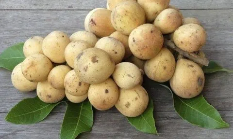 Quả bòn bon là quả gì? Tác dụng của quả bòn bon