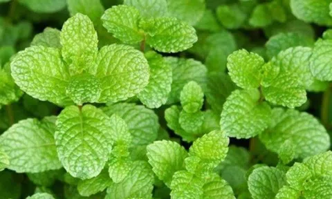 Rau húng lủi có tác dụng gì? Húng lủi ăn với gì là tốt nhất?