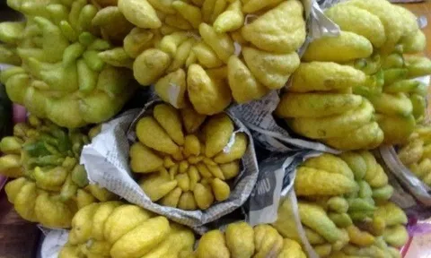 Quả phật thủ có ăn được không? Cách dùng quả phật thủ chữa bệnh