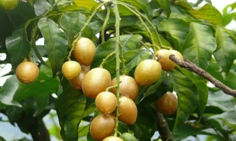 Quất hồng bì có tác dụng gì? Cách sử dụng quất hồng bì tốt nhất