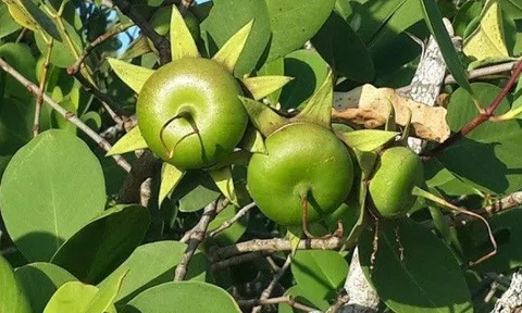 Trái bần là quả gì? Tác dụng ít biết với sức khoẻ của trái bần