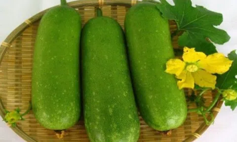 Bí đao có tác dụng gì? Những điều ít biết về công dụng của cả nước và hạt bí đao
