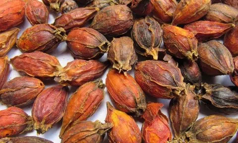 Quả dành dành là quả gì? Quả dành dành có tác dụng thế nào?