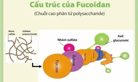 Nâng cao sức khỏe với Fucoidan phân tử cao